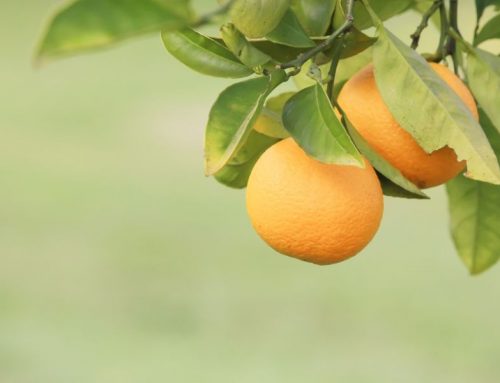 ¿Cuánto cuesta la naranja valenciana del agricultor?